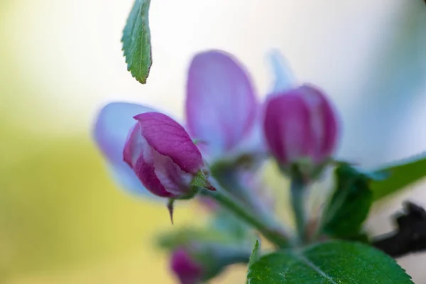 Bela Flor Macieira Primavera Jardim — Fotografia de Stock