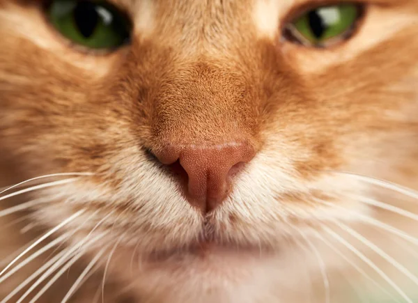 Neus Mond Van Een Volwassen Gember Kat Met Witte Snor — Stockfoto