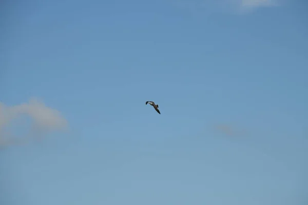 Gaivotas Voadoras Céu Azul Província Alicante Costa Blanca Espanha — Fotografia de Stock