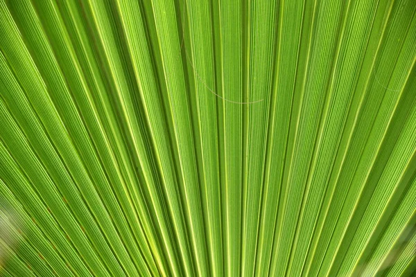 녹색은 배경을 이룬다 야자나무 — 스톡 사진