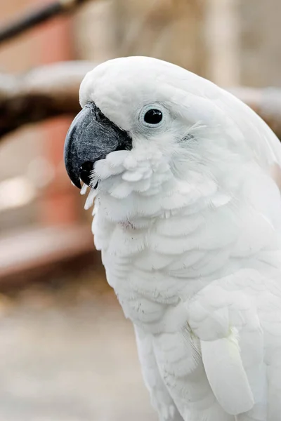 Zbliżenie Biało Niebieskogłowego Kakadu — Zdjęcie stockowe