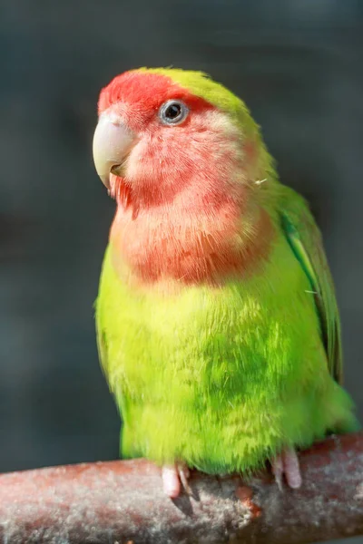 Belo Pequeno Papagaio Colorido — Fotografia de Stock