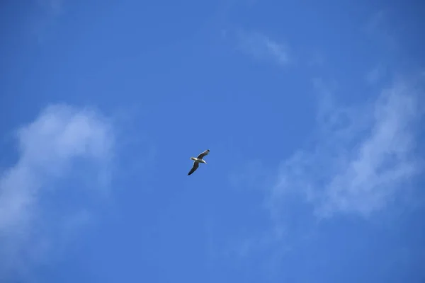 Terbang Burung Camar Langit Biru Provinsi Alicante Costa Blanca Spanyol — Stok Foto