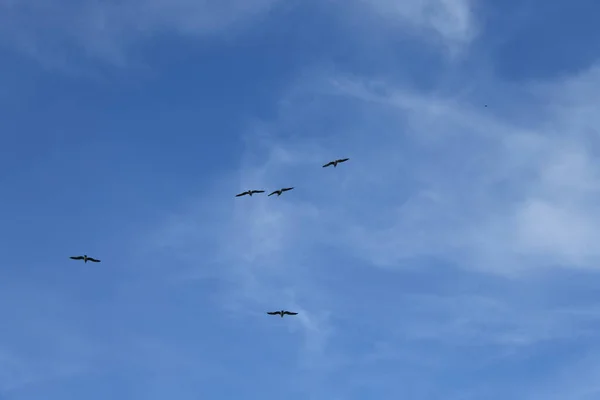 Gaivotas Voadoras Céu Azul Província Alicante Costa Blanca Espanha — Fotografia de Stock