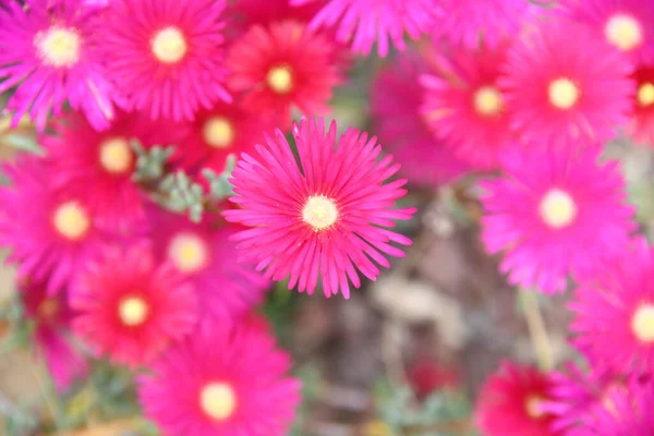 スペインアリカンテ県コスタ ブランカの春の花 — ストック写真