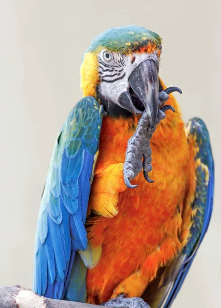 Ritratto Macaw Colorato Ramo — Foto Stock