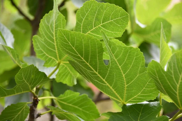 a fresh fig leaf on fig tree, Alicante province, Costa Blanca, Spain