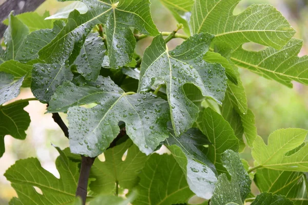 Πράσινα Φύλλα Φυτού — Φωτογραφία Αρχείου