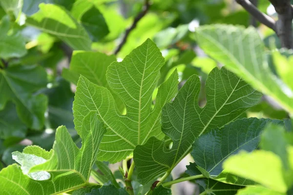 a fresh fig leaf on fig tree, Alicante province, Costa Blanca, Spain