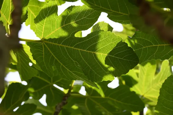 a fresh fig leaf on fig tree, Alicante province, Costa Blanca, Spain