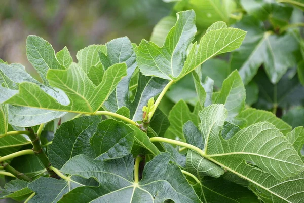 a fresh fig leaf on fig tree, Alicante province, Costa Blanca, Spain