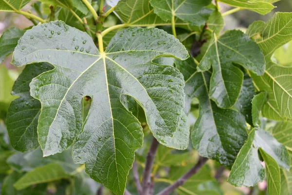 a fresh fig leaf on fig tree, Alicante province, Costa Blanca, Spain