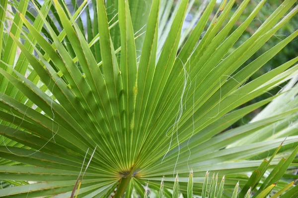 Green Leaves Palm Tree Background Sky — Stock Photo, Image