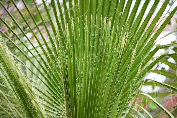 Palmblad Stranden — Stockfoto