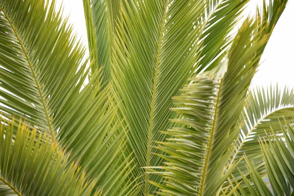 Folhas Palmeira Praia — Fotografia de Stock