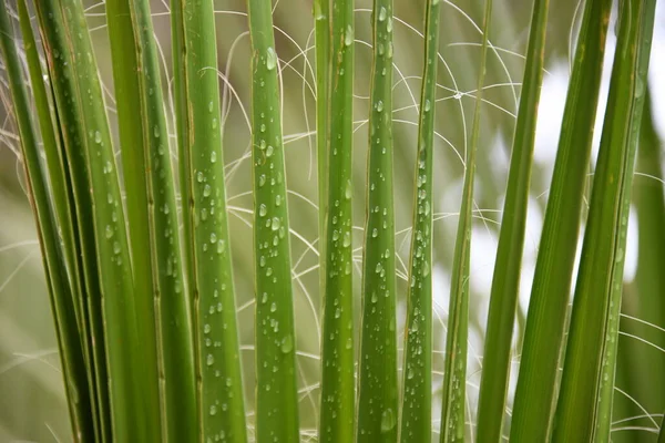 Folhas Bambu Verde Jardim — Fotografia de Stock