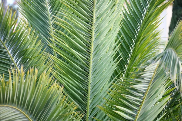 Arka Plan Gökyüzü Üzerinde Yeşil Palmiye Yaprakları — Stok fotoğraf