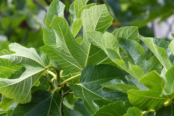 a fresh fig leaf on fig tree, Alicante province, Costa Blanca, Spain