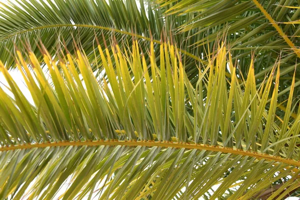 Palmier Sur Fond Feuilles Vertes — Photo