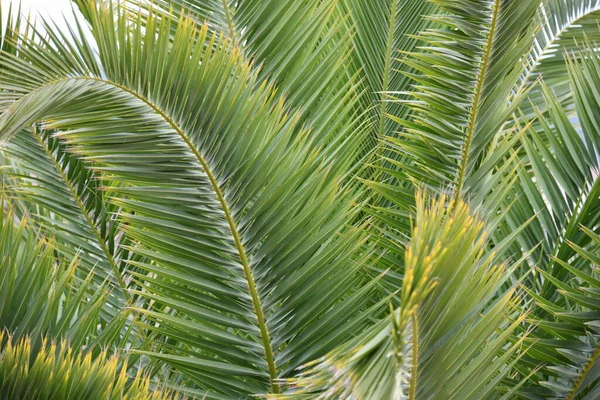 Palmové Listy Pláži — Stock fotografie