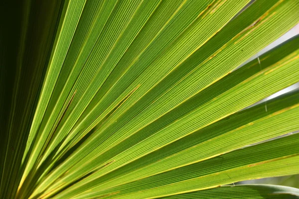 Palmbladeren Het Strand — Stockfoto