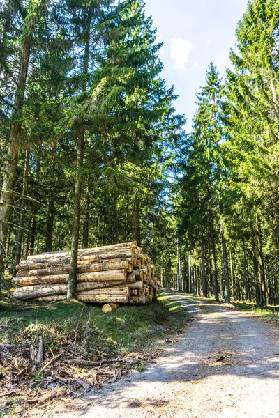 Een Stapel Dennenbomen Het Bos — Stockfoto