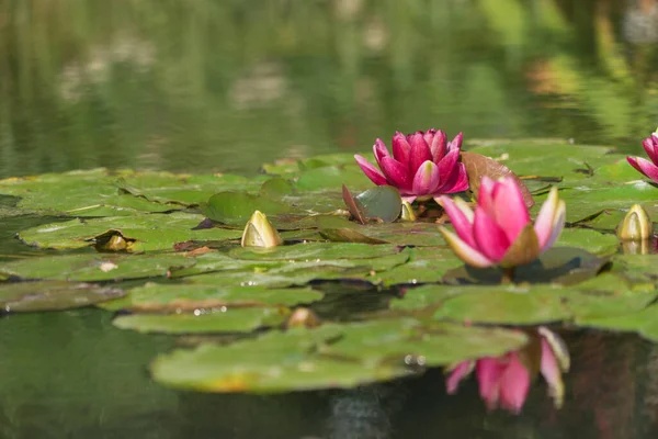 Fundo Waterlily Com Reflexo Espelho — Fotografia de Stock