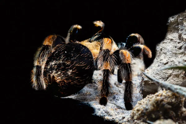 Zblízka Pavouka Černém Pozadí — Stock fotografie