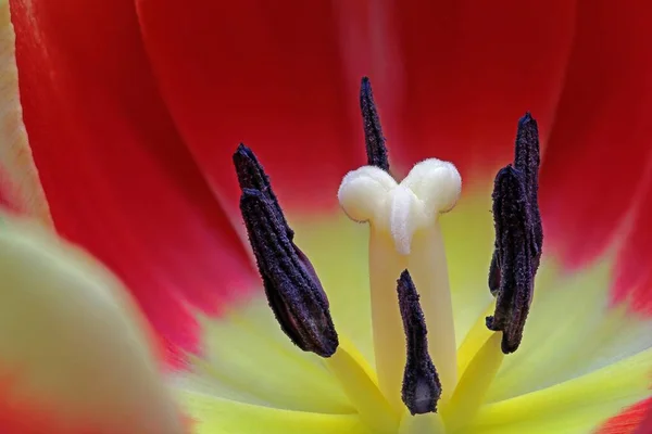 Όμορφο Κόκκινο Λουλούδι Στον Κήπο — Φωτογραφία Αρχείου