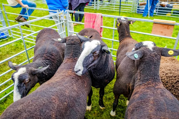 England Cartmel Srpen 2016 Black Welsh Horské Ovce Výstavní Pero — Stock fotografie