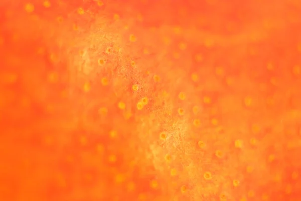 白い背景に新鮮な熟れたオレンジの果実 — ストック写真