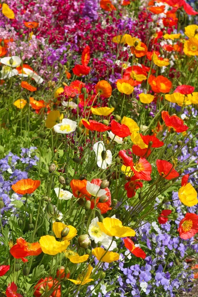 Красочные Полевые Цветы Мака Миозоты — стоковое фото