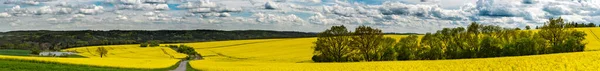 Panoramatický Pohled Krajinu Žlutými Poli Řepky Olejné — Stock fotografie