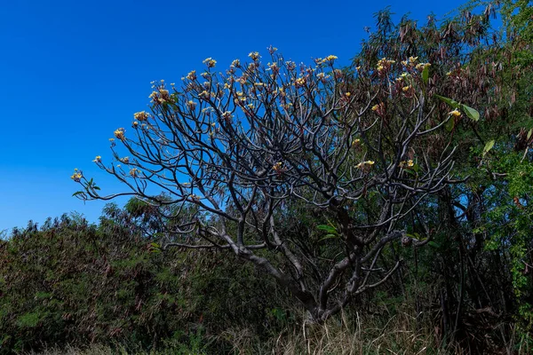 Belo Tiro Botânico Papel Parede Natural — Fotografia de Stock