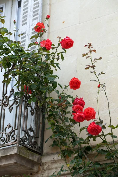 Hermosas Flores Jardín — Foto de Stock