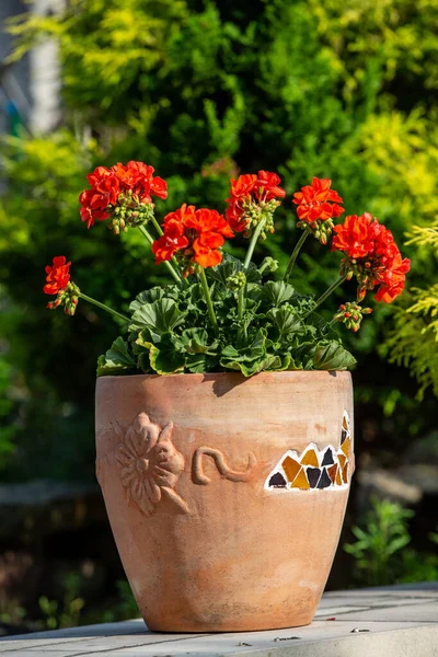 Rode Geranium Pelargonium Bloemen Bloeien Een Tuin — Stockfoto