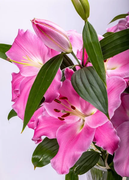 Close Flores Lírios Rosa Nomes Comuns Para Espécies Deste Gênero — Fotografia de Stock