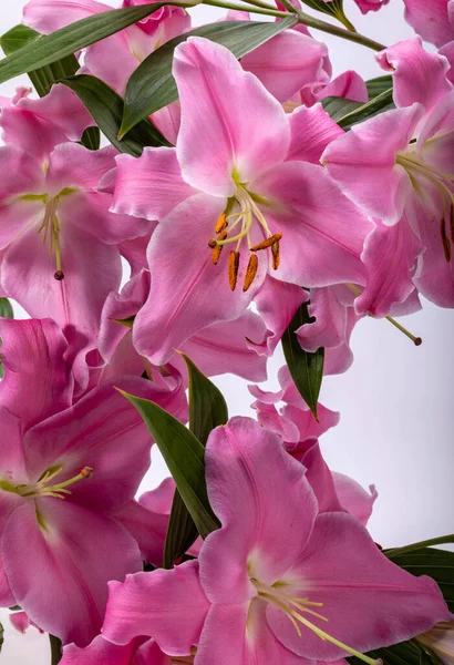 Zbliżenie Różowych Kwiatów Lilii Typowe Nazwy Dla Gatunków Tym Rodzaju — Zdjęcie stockowe