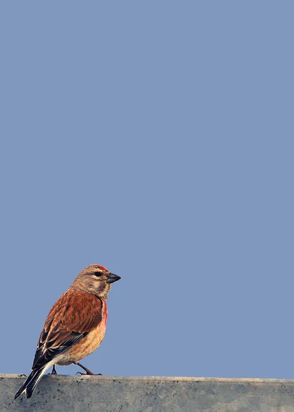 Bird Branch Tree — Stock Photo, Image