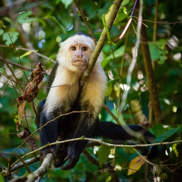Egy Közeli Kép Egy Aranyos Majomról Erdőben — Stock Fotó