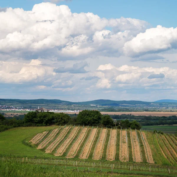 Weinberge Auf Den Hügeln Oberhalb Des Neusiedlersees Burgenland — Stockfoto