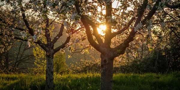 Mooie Zonsondergang Het Park — Stockfoto