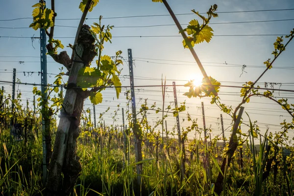 Wijnstokken Plant Wijngaard Ochtend Zon Terug Verlicht — Stockfoto