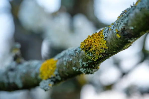 Красиве Жовте Листя Дереві — стокове фото
