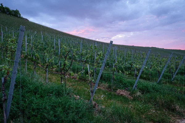 Weinberg Der Region Chianti Spanien — Stockfoto