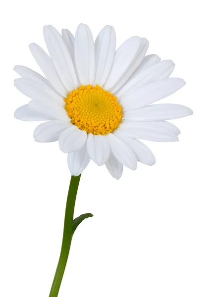 侧面的美丽的白色菊花 玛格丽特 隔离在白色的背景 包括裁剪路径 — 图库照片