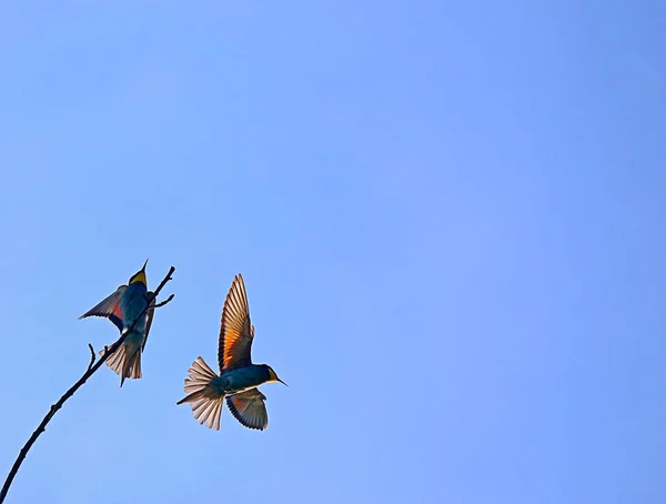 Kuş Gökyüzünde Uçuyor — Stok fotoğraf