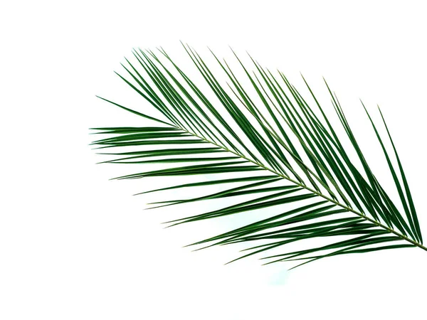 Palm Leaves Isolated White Background Tropical Palm Leaves Top View — Stock Photo, Image