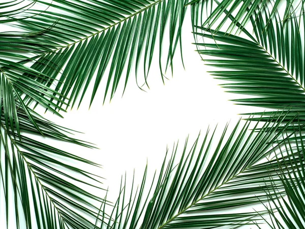 Пальмовые Листья Изолированы Белом Фоне Листья Лежат Сверху Плоские Фон — стоковое фото