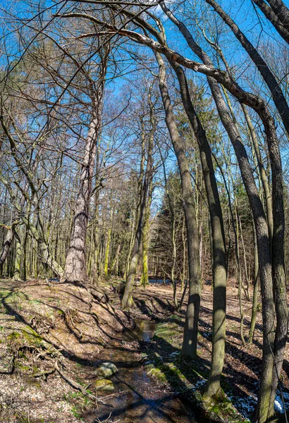 Árboles Bosque Caducifolio Primavera Temprana Todavía Sin Hojas Sombras Las —  Fotos de Stock
